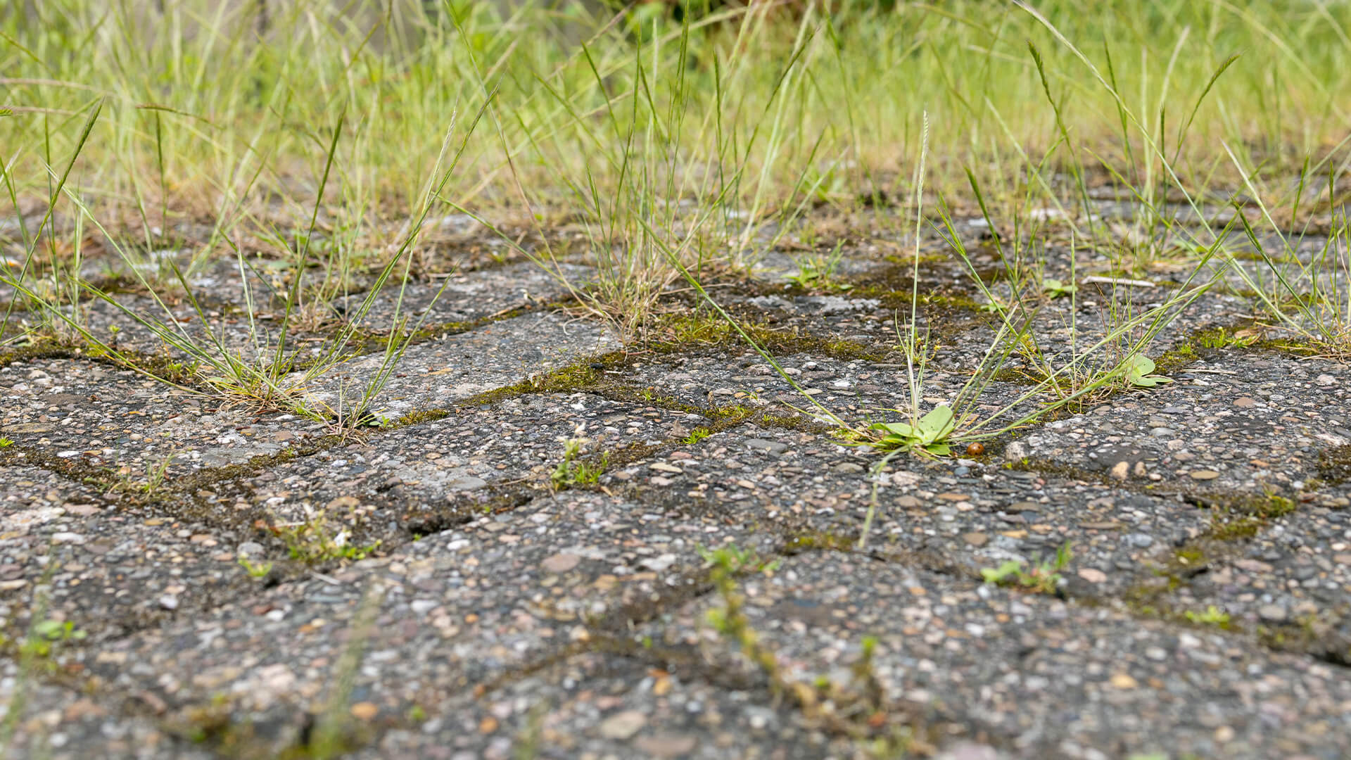 Grün und Grau Objektservice Pflasterreinigung Wildkrautentfernung